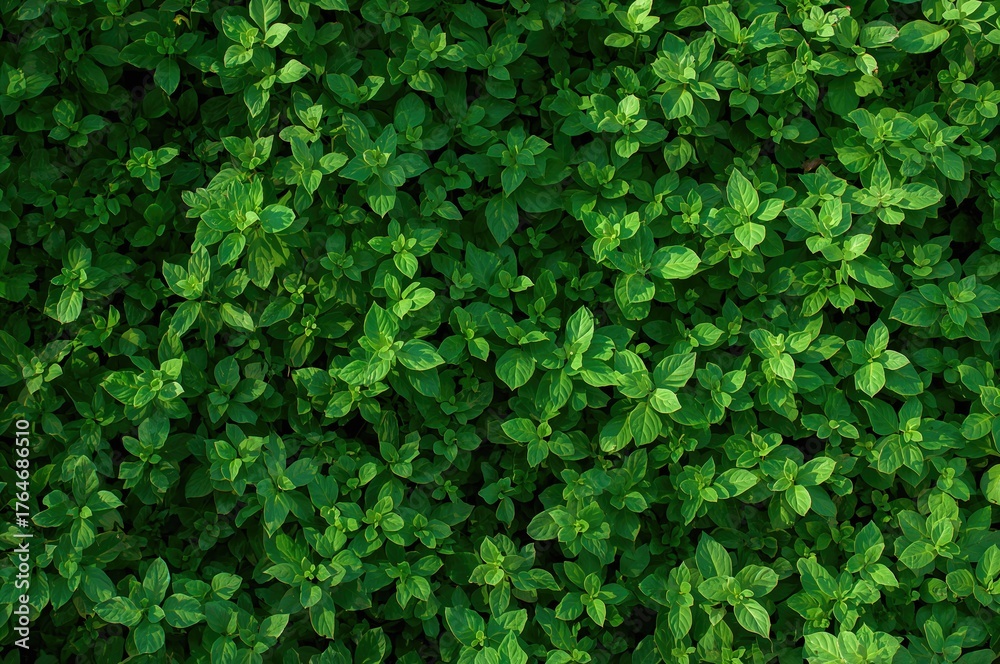 Obraz premium Abstract textured backdrop formed by green leafy plants in an educational garden