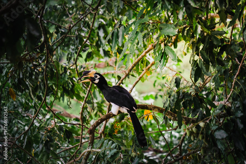 yellow billed hornbill
