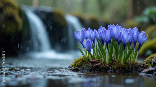 Spring Crocuses in Gentle Rainfall.