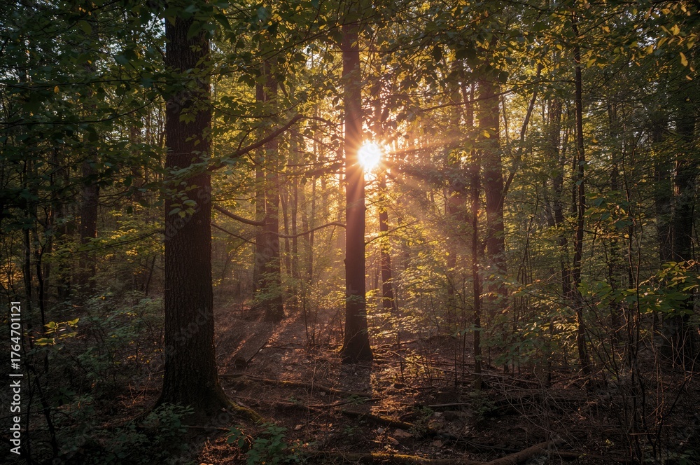 Obraz premium Sun Rays Shining Through Forest Trees