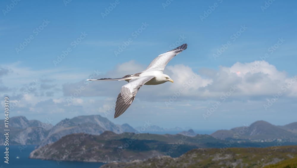Obraz premium Long-tailed white bird in flight