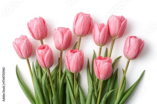 Bright pink tulip blooms set against a plain white backdrop, perfect for spring decor and celebrations