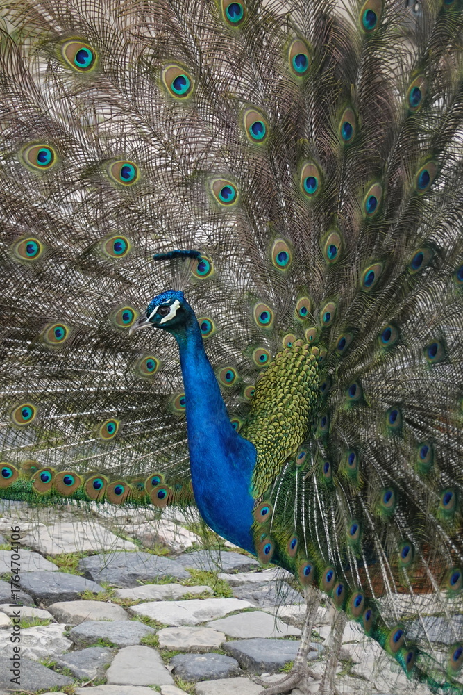 Obraz premium Peacock – Vibrant Feathers and Majestic Beauty in Nature