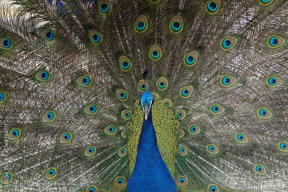 Obraz premium Peacock – Vibrant Feathers and Majestic Beauty in Nature