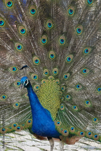 Peacock – Vibrant Feathers and Majestic Beauty in Nature