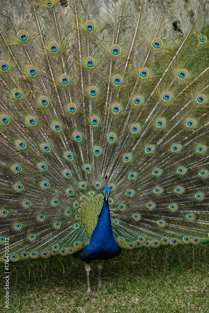 Obraz premium Peacock – Vibrant Feathers and Majestic Beauty in Nature