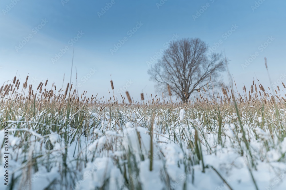 Obraz premium Frost-covered grassland and tall reeds seen from a high vantage point with a blurred natural backdrop