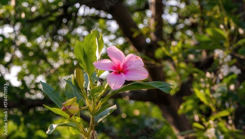 Pink Plumeria rubra blossoms with blurred tropical garden backdrop
