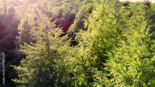 An aerial view of a dense, lush green forest with warm sunlight filtering through the treetops.