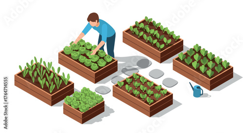 Isometric urban gardening: man tending raised planter beds with lush vegetables