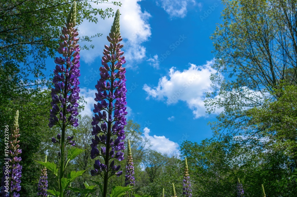 Fototapeta premium Vibrant purple lupine flowers against a clear summer sky