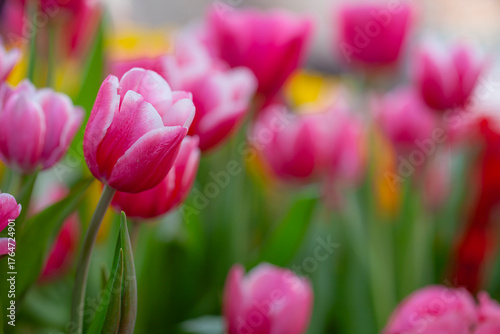 Colorful tulips in the parkbeautiful tulips field in spring time