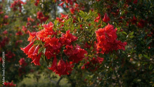 Colorful trumpet-shaped flowers flourish on pomegranate limbs.