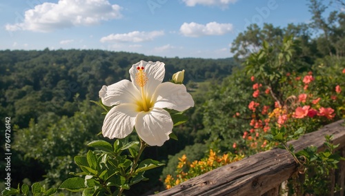 Terrace garden featuring a white hibiscus bloom