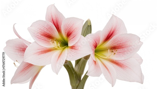 Close-up of blooming pink and white amaryllis flowers against a white backdrop