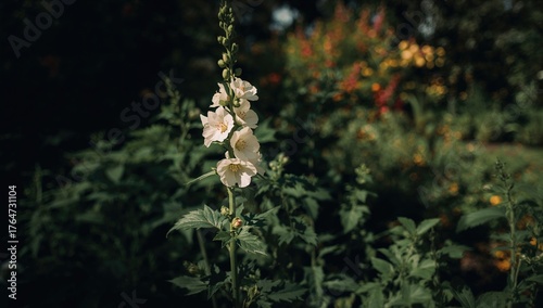 Pale hollyhock bloom
