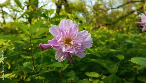 Vibrant pink and violet blossoms against a leafy background