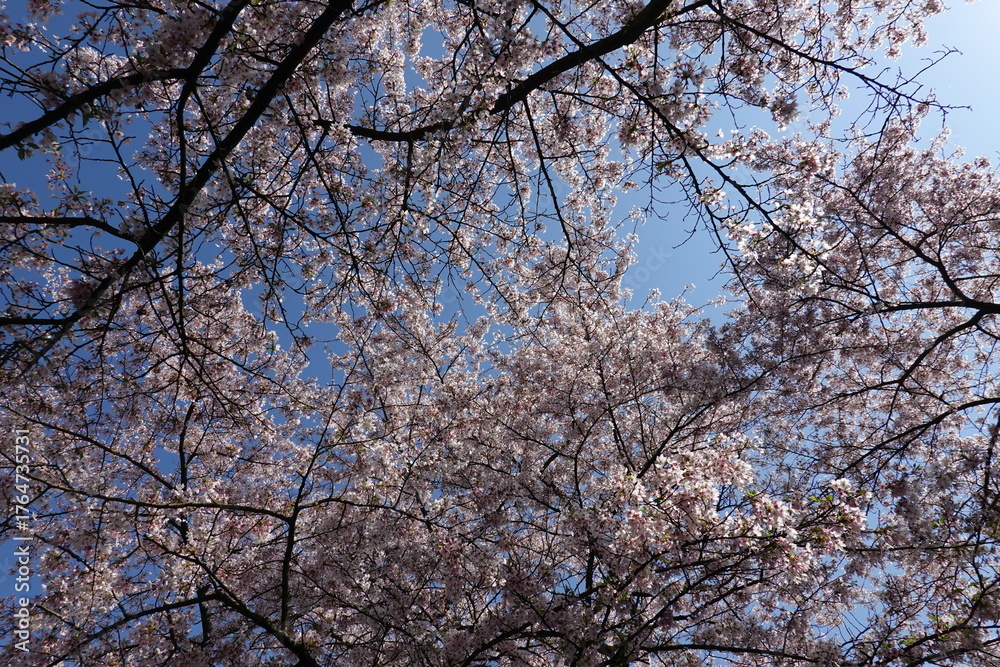 Obraz premium Cherry Blossoms in Spring