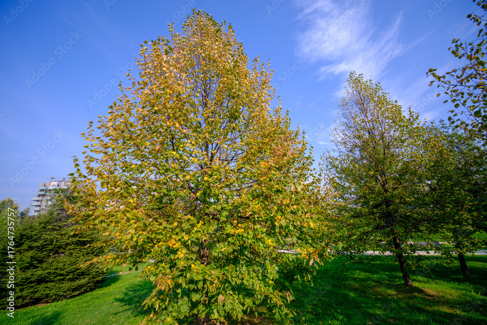 Naklejka premium Autumn at Portello park in Milan, Italy