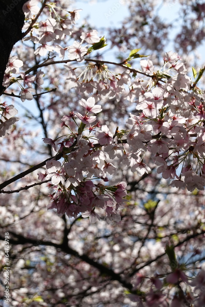 Fototapeta premium Cherry Blossoms in Spring