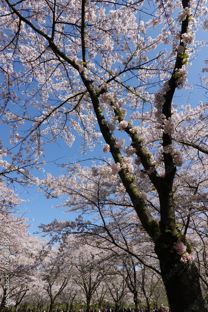 Fototapeta premium Cherry Blossoms in Spring