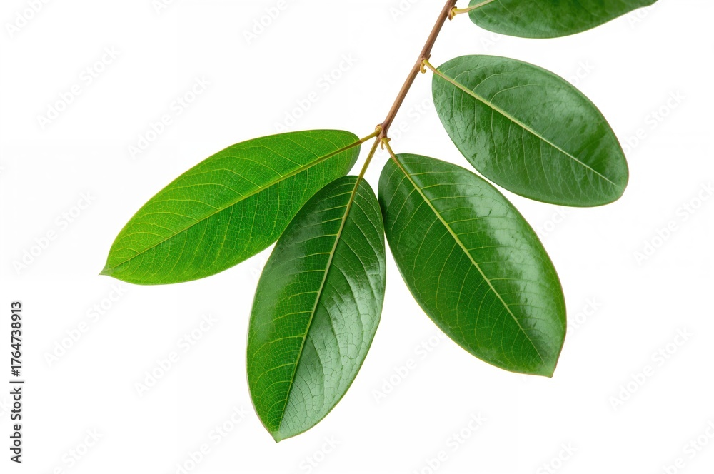 Fototapeta premium Eucalyptus foliage set against a plain backdrop