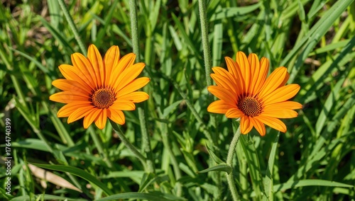 Fototapeta Naklejka Na Ścianę i Meble -  Two orange Gazania rigens blossoms in mid-summer