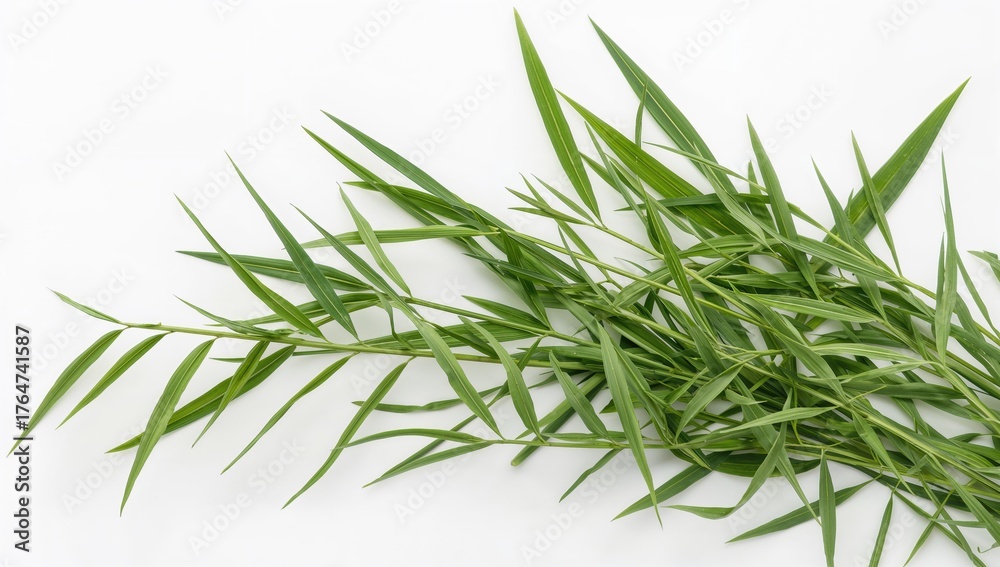 Fototapeta premium Fresh bamboo grass and Bai Ya Nang leaves from Tiliacora triandra, herbal and vegetable extracts used for diabetes treatment isolated on a white background, food, summer