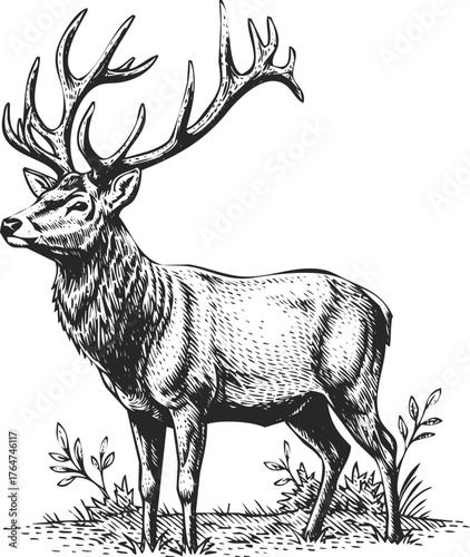 Majestic stag standing proudly in a lush meadow with detailed antlers and textured fur in black and white engraving art