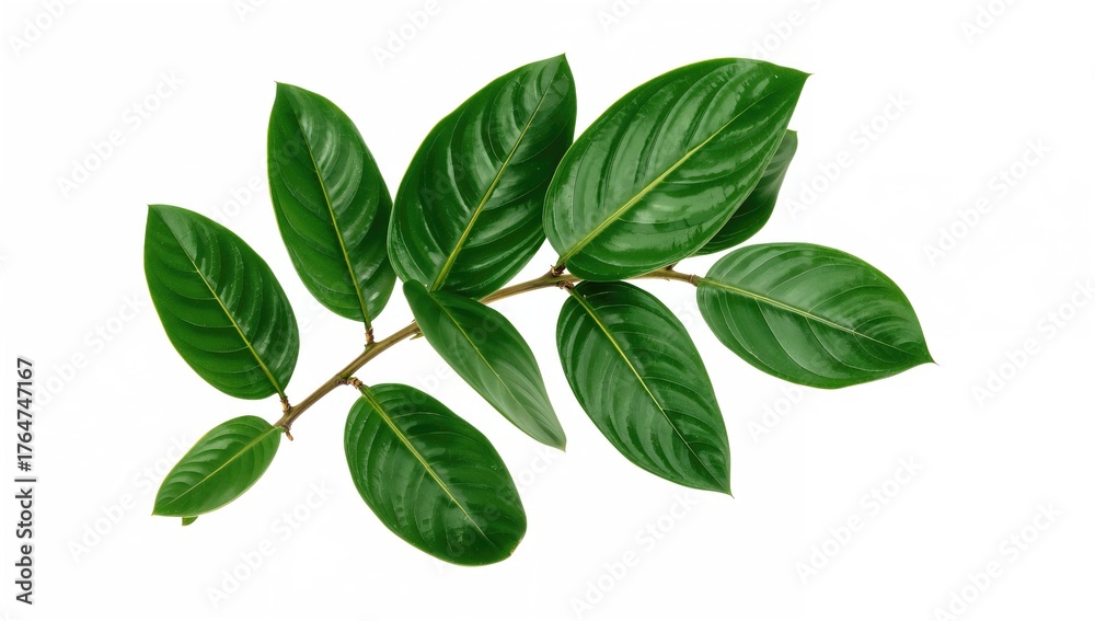 Fototapeta premium Branch of tropical zamioculcas with foliage against a white backdrop
