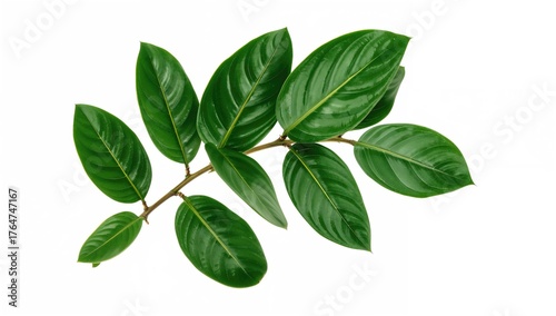 Branch of tropical zamioculcas with foliage against a white backdrop