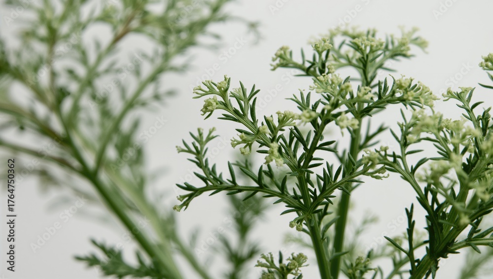 Fototapeta premium Detailed view of Carrot Weed (Parthenium hysterophorus)