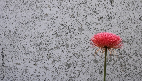 Blood lily Scadoxus multiflorus stands out against rough gray cement wall, perfect for backgrounds or design accents.