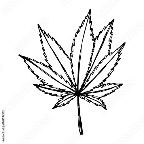 Hand drawn cannabis leaf Medicine marijuana Hemp leaves clipart in doodle style Single element for print, web, design, decor