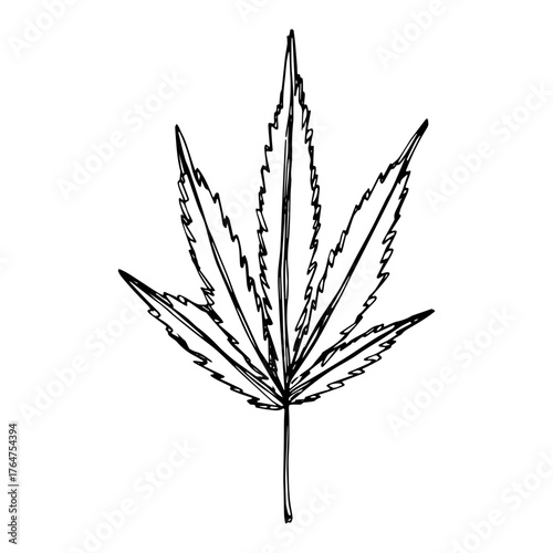 Hand drawn cannabis leaf Medicine marijuana Hemp leaves clipart in doodle style Single element for print, web, design, decor