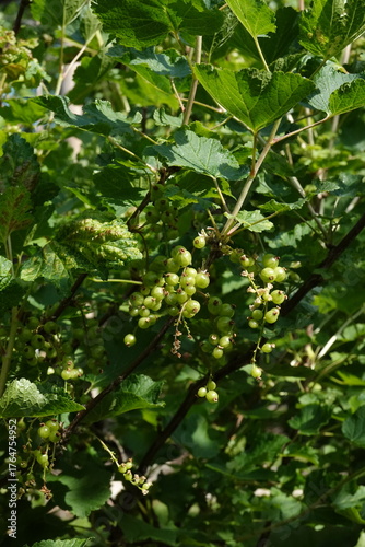 Spring Botanical Garden in Belgium