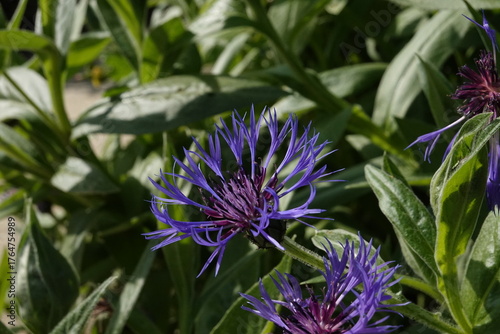 Spring Botanical Garden in Belgium