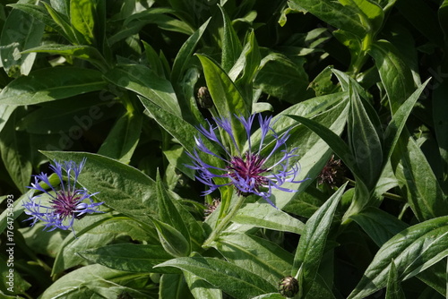 Spring Botanical Garden in Belgium