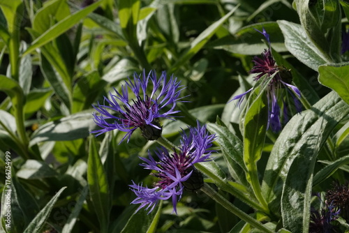 Spring Botanical Garden in Belgium