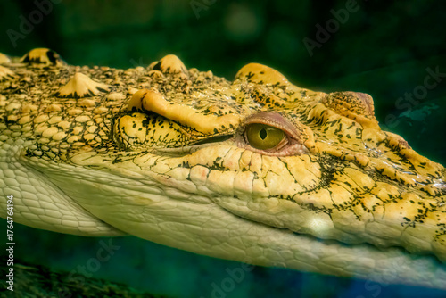 Crocodile up close