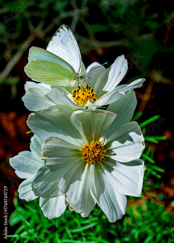 A Great Southern White butterfly feeds on white flowers in spring