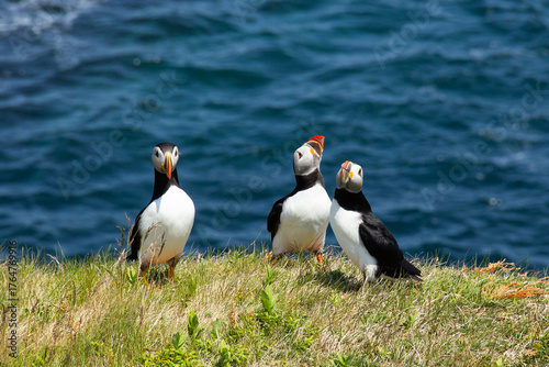 Atlantic Puffin on rocky cliff by blue ocean