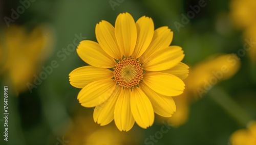 Close-up shot of a vibrant ...