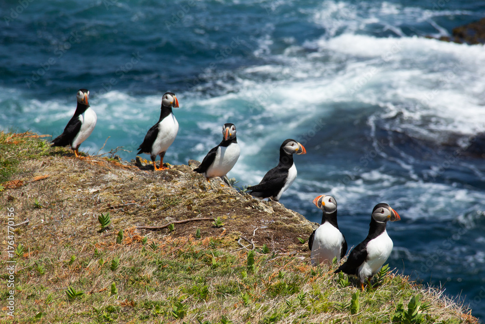 Fototapeta premium Atlantic Puffin on rocky cliff by blue ocean