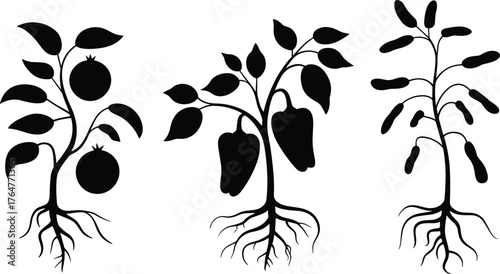 Silhouette vector illustration of fruit and vegetable plants with roots, including tomato, pepper, and beans growing on white background