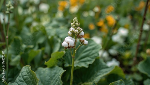 Tiny cotton seedling sprout...