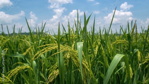 Organic rice crop growing i...