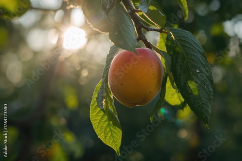 Golden apricots basking in ...