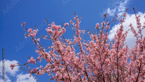 Tree branches adorned with ...