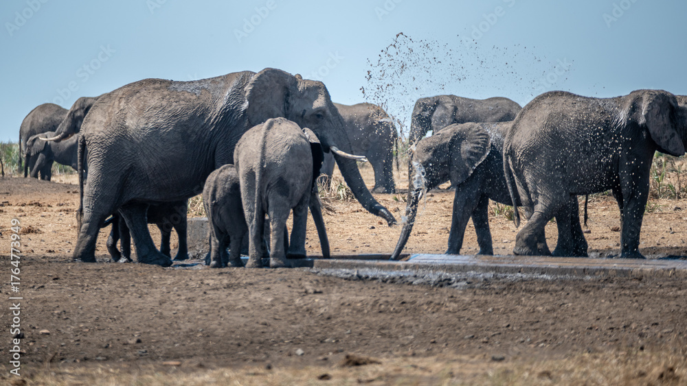 Fototapeta premium African elephant family playing with the water as they drink and splash themselves